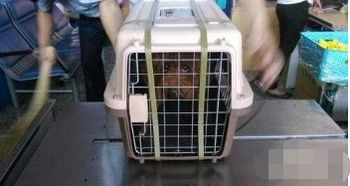 汽车托运猫多少钱 汽车托运猫多少钱