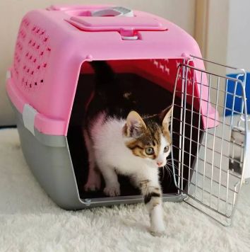 汽车托运猫多少钱 汽车托运猫多少钱