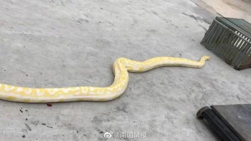 蟒蛇汽车多少钱