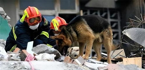 汶川地震67只搜救犬已全部离世