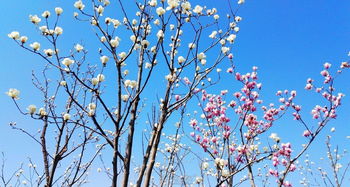 华为手机怎么拍摄桃花