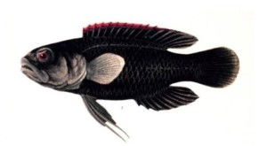 华为手机怎么画蓝线