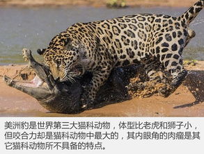 美洲豹汽车一般多少钱 美洲豹汽车一般多少钱