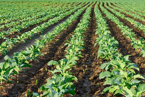 白糖也要被\卡脖子\了?