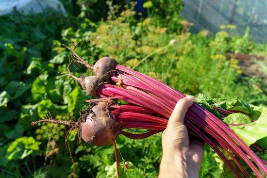 白糖也要被\卡脖子\了?