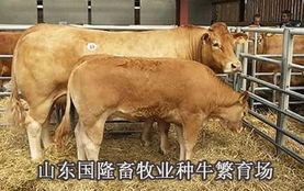 汽车包围黄牛多少钱