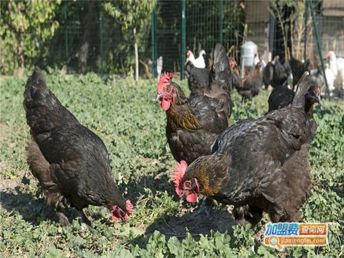 汽车厂22街区多少户