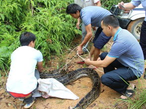 130斤巨蟒菜地里晒“日光浴” 130斤巨蟒菜地里晒“日光浴”