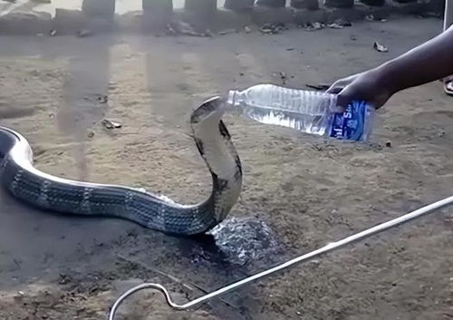 130斤巨蟒菜地里晒“日光浴” 130斤巨蟒菜地里晒“日光浴”