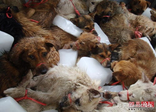 未检疫禁食用狐貉肉销往多地