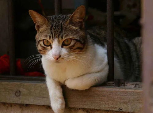 福州乐道汽车工资多少