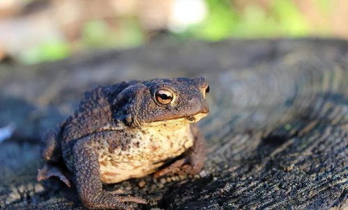 广东一男子吃蟾蜍中毒身亡 广东一男子吃蟾蜍中毒身亡