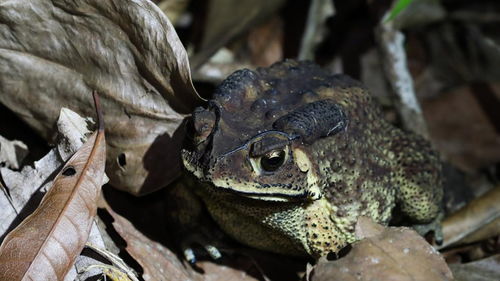 广东一男子吃蟾蜍中毒身亡 广东一男子吃蟾蜍中毒身亡