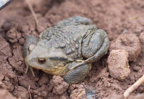 广东一男子吃蟾蜍中毒身亡 广东一男子吃蟾蜍中毒身亡