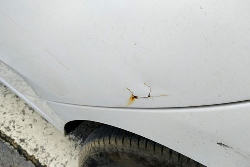 汽车喷漆多少天可以打磨