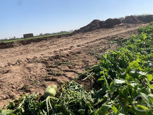 安徽网红树被农户砍掉?当地回应