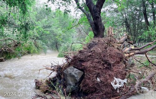 安徽网红树被农户砍掉?当地回应