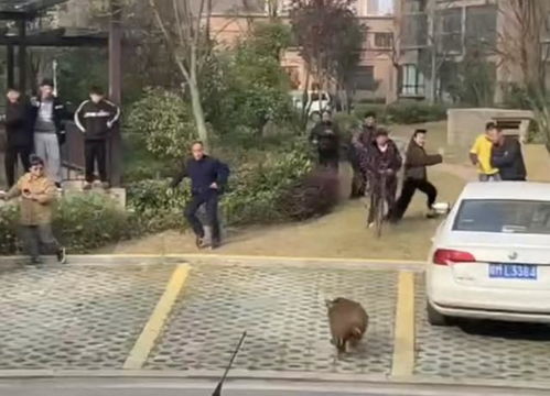 上海一公寓楼下有野猪追赶行人