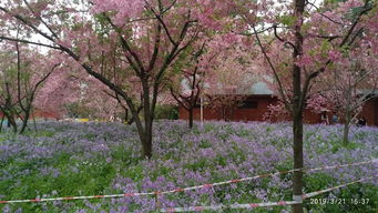 武汉樱花刚开 就被大风吹成樱花雨