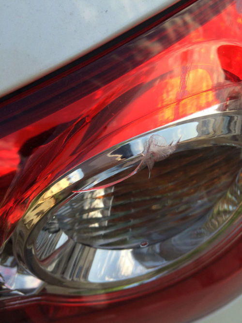 汽车灯罩多少钱 汽车灯罩多少钱