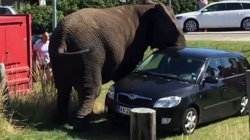 汽车最多能装多少大象