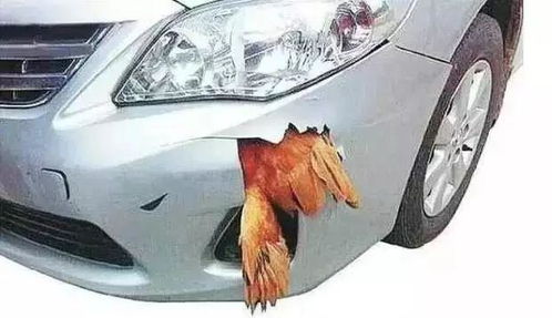 汽车后背塑料门多少钱