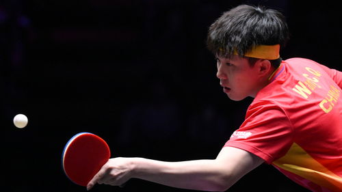 王楚钦考编考研双双上岸