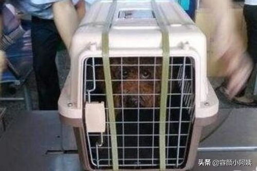 猫咪汽车托运多少钱 猫咪汽车托运多少钱