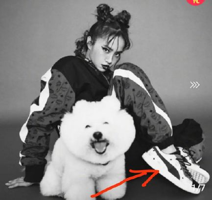 雪豹疑被撞死？官方通报