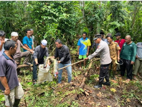 印尼村民剖开巨蟒发现失踪女子