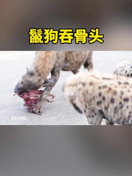 印尼村民剖开巨蟒发现失踪女子