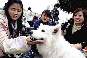 汽车托运狗狗多少钱