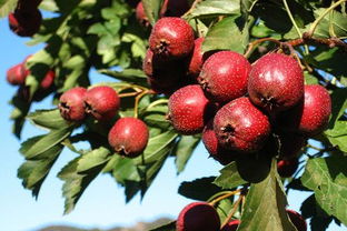 红果到老厂汽车多少钱