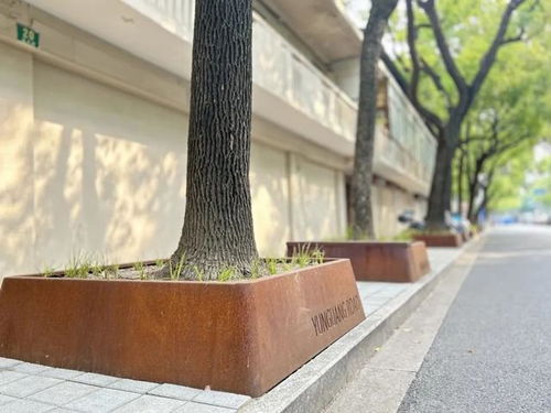 河北惊现“方树”绿化树剪成正方体