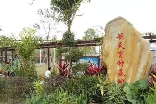 河北惊现“方树”绿化树剪成正方体