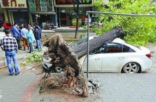 极端大风下车辆被树砸中 谁赔?