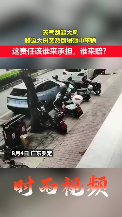 极端大风下车辆被树砸中 谁赔?