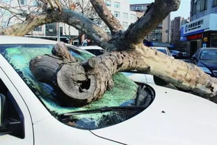极端大风下车辆被树砸中 谁赔?