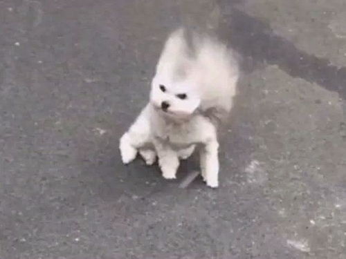 北京大风把小狗吹成海豹了