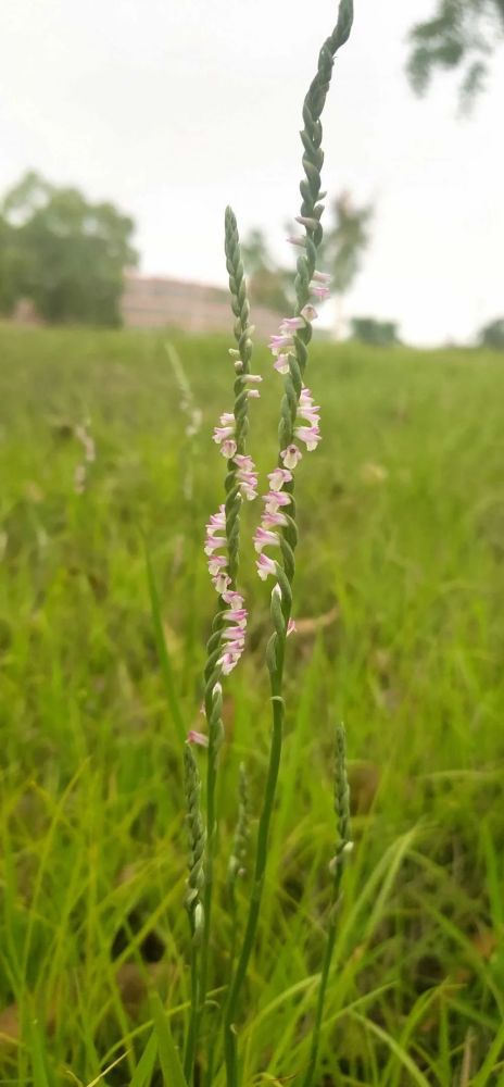 上海发现中国未有神秘生物 官方回应
