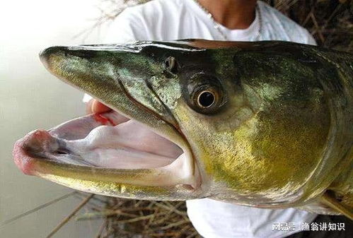 安徽现55岁“鱼王”1970年养到现在