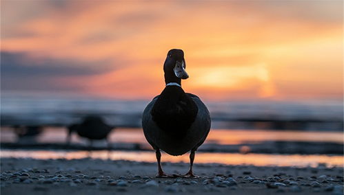 老板拒售变质鸭躲过一劫被质疑摆拍