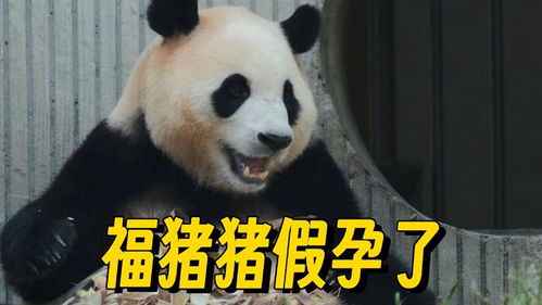 福宝再次进入假孕状态 福宝再次进入假孕状态