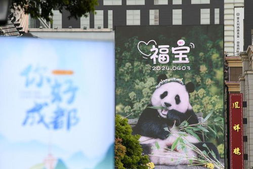 福宝再次进入假孕状态 福宝再次进入假孕状态