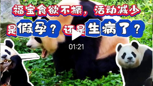 福宝再次进入假孕状态 福宝再次进入假孕状态
