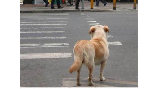 未拴绳狗被撞倒死亡 狗主人暴打骑手