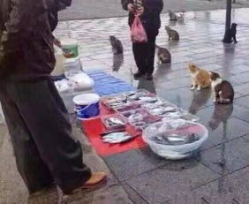 顾客买鱼不杀遭扔秤砣 商贩被行拘