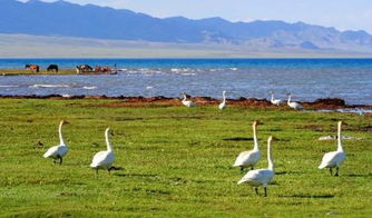 赛里木湖恐龙迁徙 赛里木湖恐龙迁徙