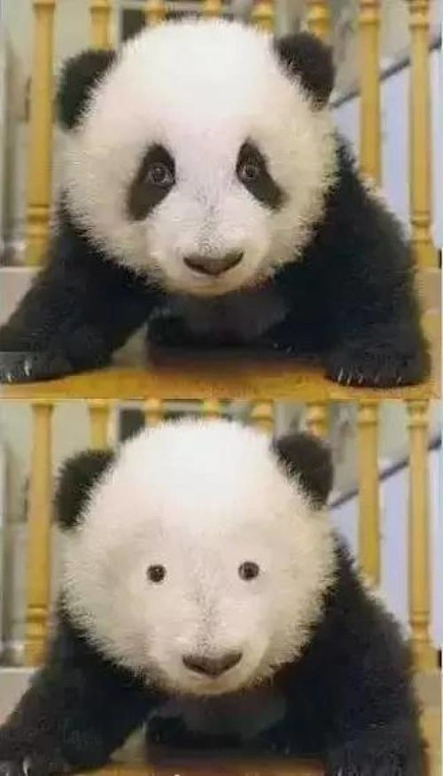 找到大熊猫黑眼圈的原因了