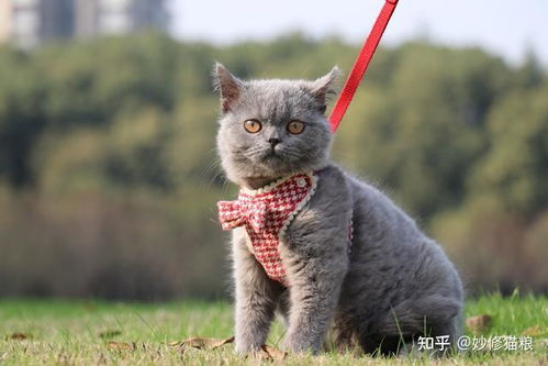 蓝猫被砍断四肢高坠 当地回应